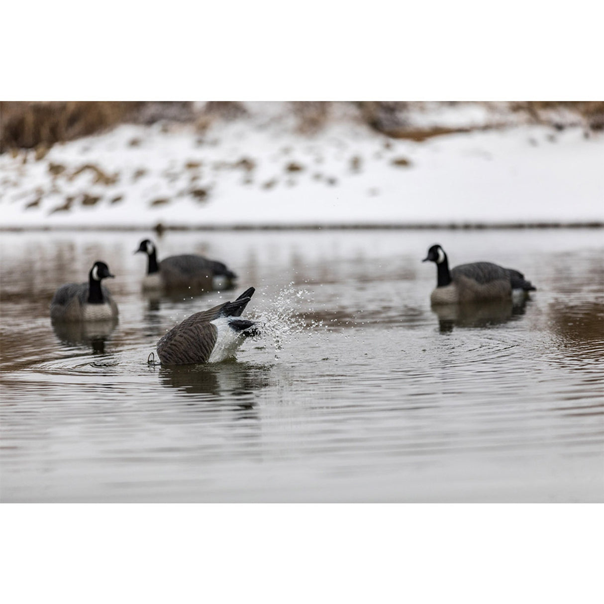 Lucky Duck Agitator HDI - Canada Goose