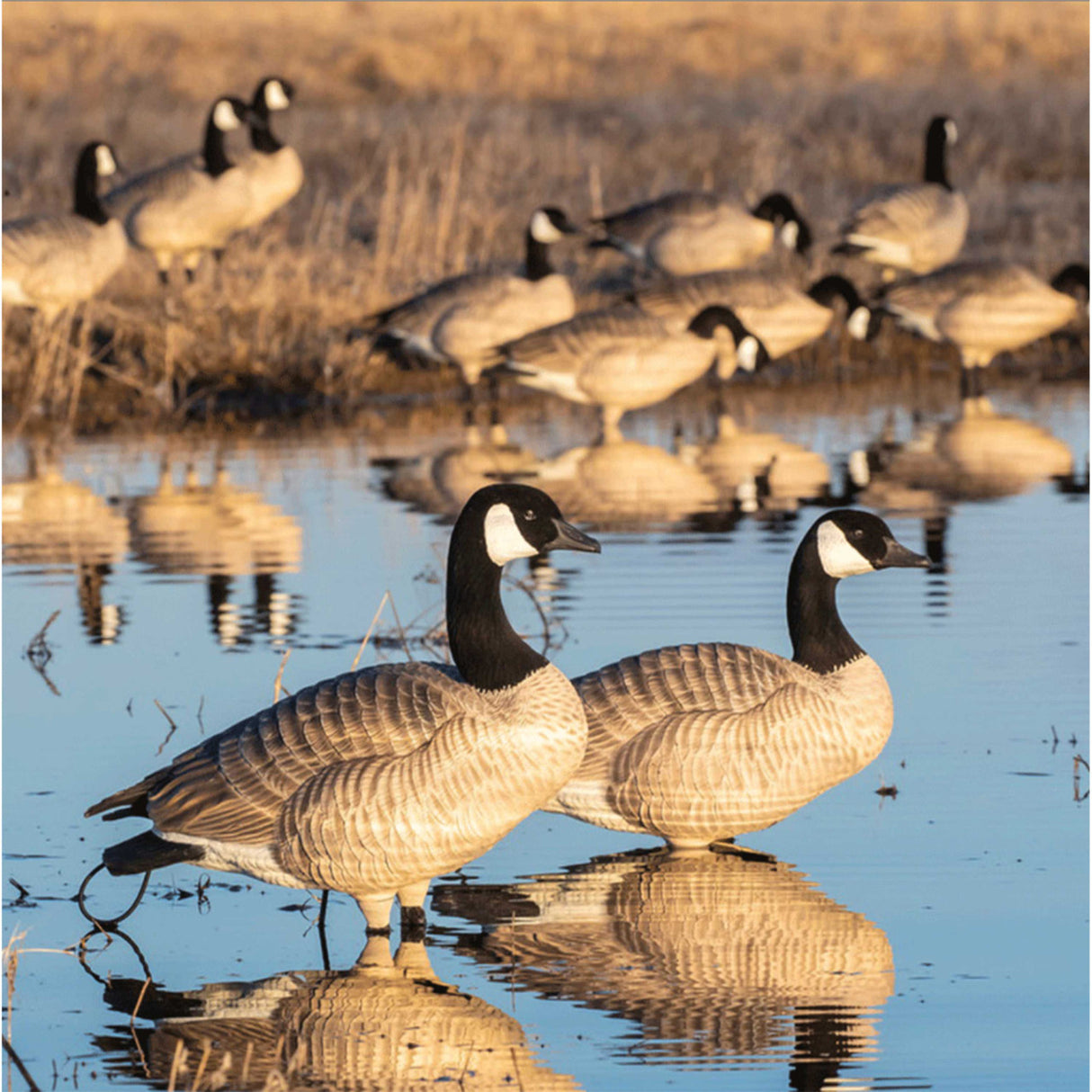 GHG XD Series Full-Body Honkers - Feeder 4 Pack