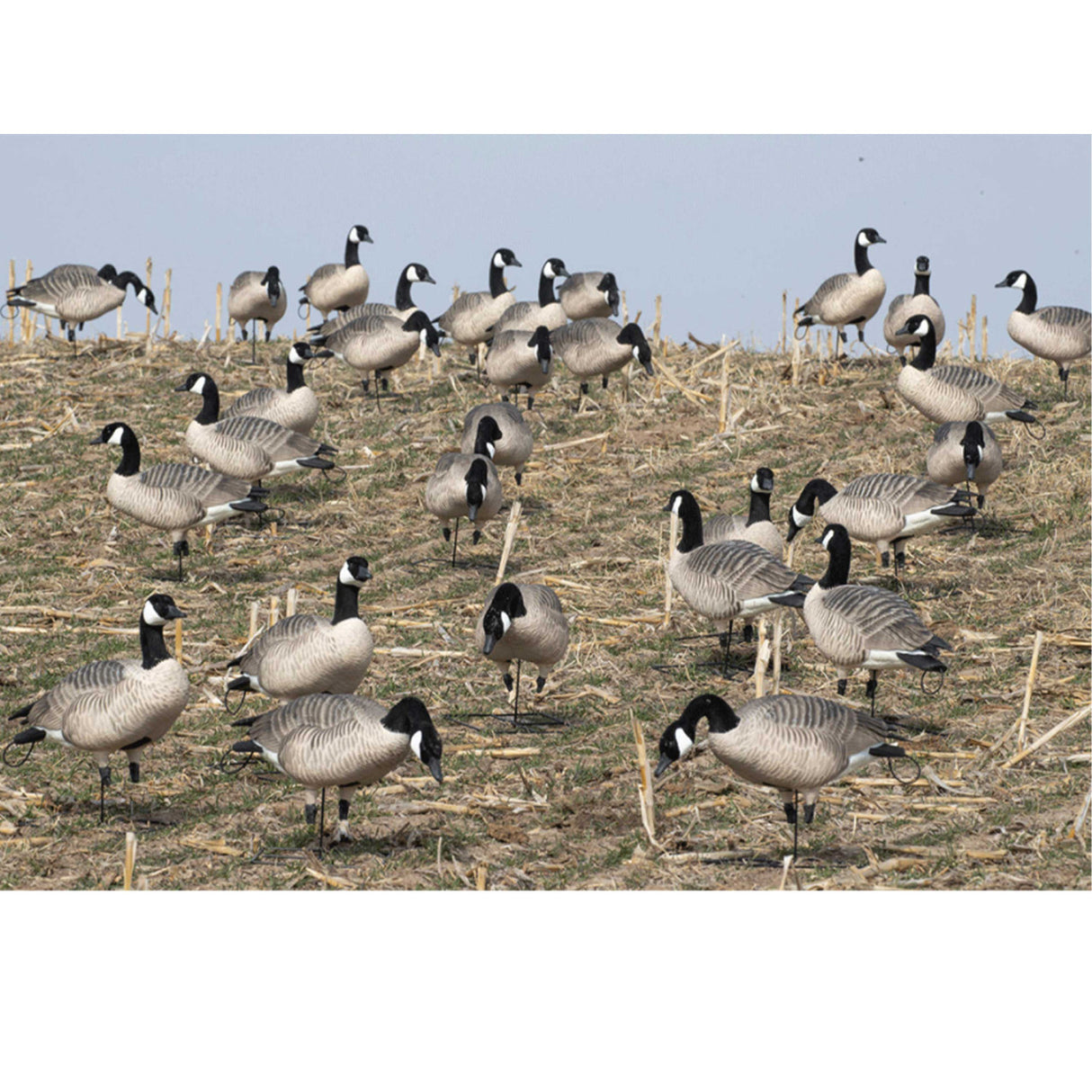 GHG XD Series Full-Body Honkers - Feeder 4 Pack
