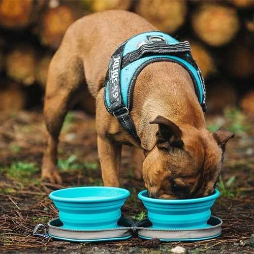 Colapz Collapsible Twin Dog Bowls