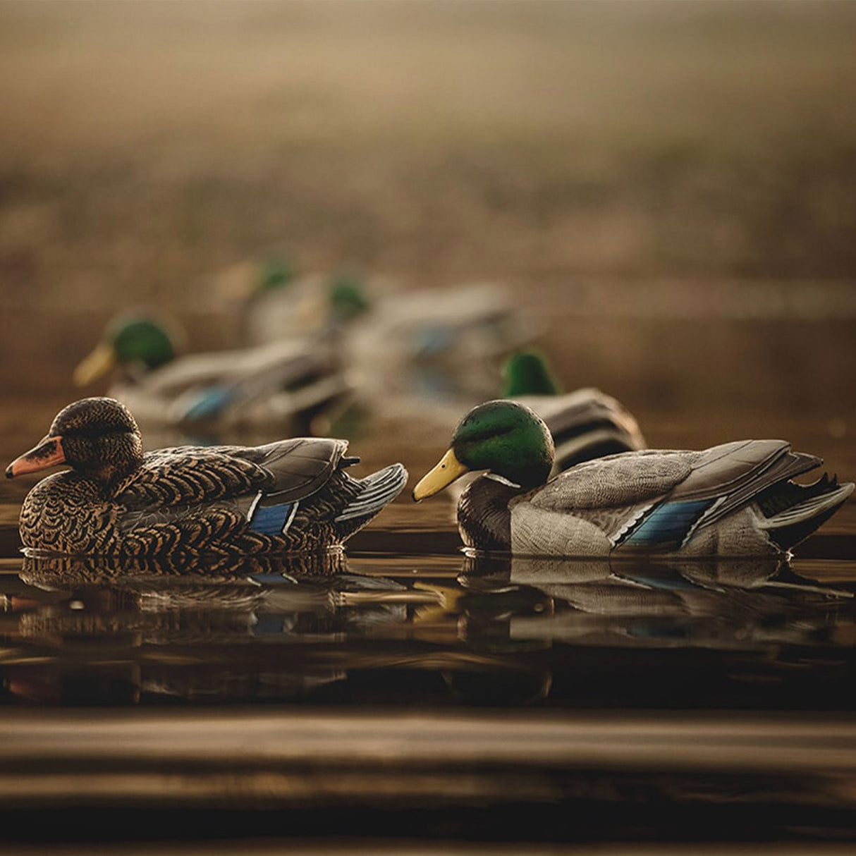 Heyday HydroFoam Mallards - 6 Pack