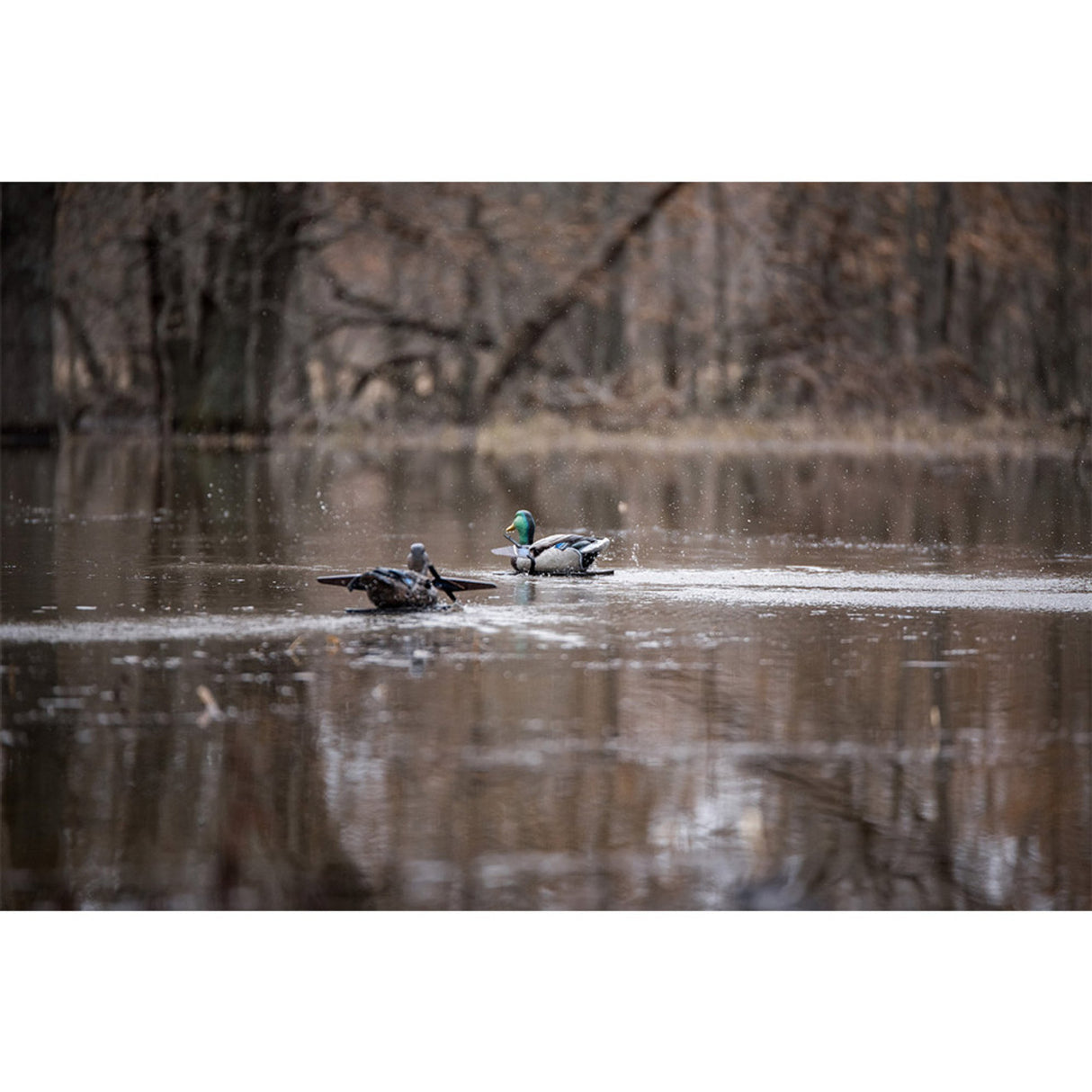 Lucky Duck Lucky Splasher HD Decoy