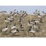 GHG XD Series Full-Body Honkers - Feeder 4 Pack