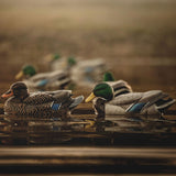 Heyday HydroFoam Mallards - 6 Pack